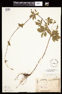 Potentilla simplex image