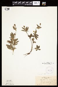 Potentilla simplex image