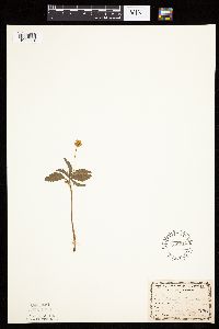 Potentilla simplex image