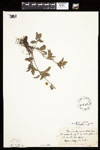 Potentilla simplex image