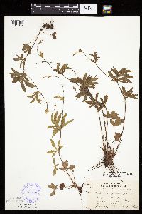 Potentilla simplex image