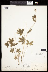 Potentilla simplex image