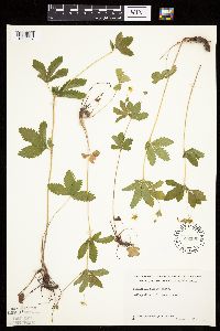 Potentilla simplex image