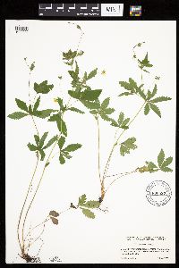 Potentilla simplex image