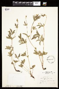 Potentilla simplex image
