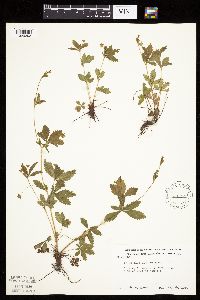 Potentilla simplex image