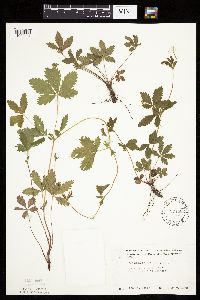 Potentilla simplex image