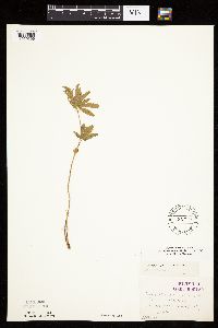 Potentilla simplex image