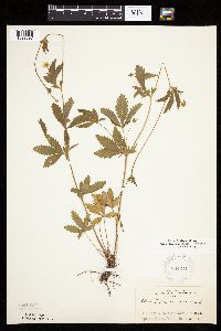 Potentilla simplex image