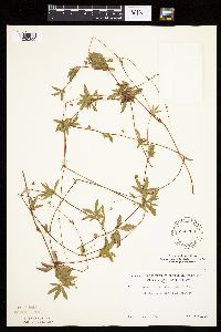 Potentilla simplex image