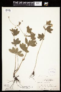 Potentilla simplex image
