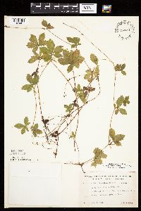 Potentilla simplex image