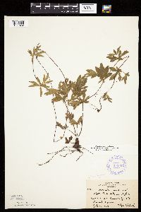 Potentilla simplex image