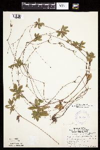 Potentilla simplex image