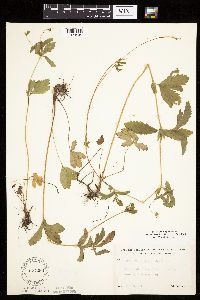 Potentilla simplex image