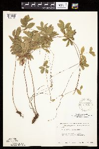 Potentilla simplex image
