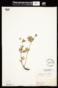 Potentilla simplex image