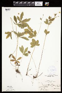 Potentilla simplex image