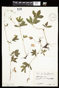 Potentilla simplex image