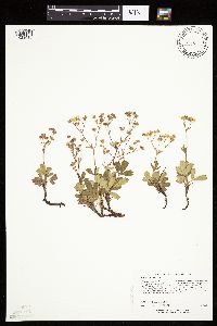 Sibbaldiopsis tridentata image