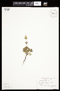 Sibbaldiopsis tridentata image