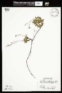 Sibbaldiopsis tridentata image