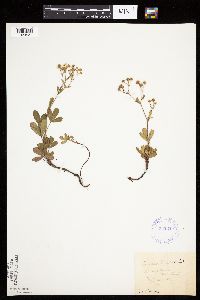 Sibbaldiopsis tridentata image