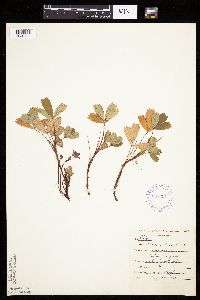 Sibbaldiopsis tridentata image