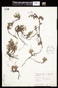 Sibbaldiopsis tridentata image