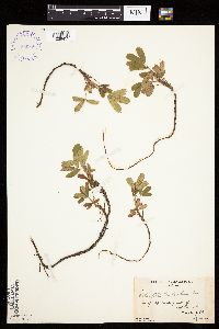 Sibbaldiopsis tridentata image