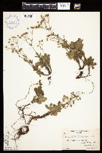 Sibbaldiopsis tridentata image