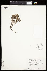 Sibbaldiopsis tridentata image