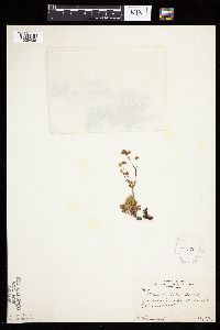 Sibbaldiopsis tridentata image