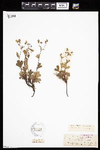 Sibbaldiopsis tridentata image