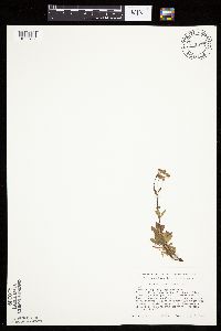 Sibbaldiopsis tridentata image