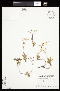 Sibbaldiopsis tridentata image