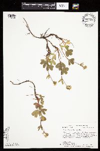 Sibbaldiopsis tridentata image