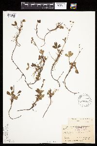 Sibbaldiopsis tridentata image