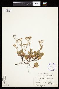 Sibbaldiopsis tridentata image