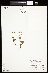 Sibbaldiopsis tridentata image