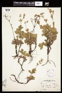 Sibbaldiopsis tridentata image