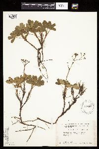 Sibbaldiopsis tridentata image