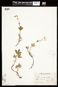 Sibbaldiopsis tridentata image