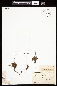 Sibbaldiopsis tridentata image