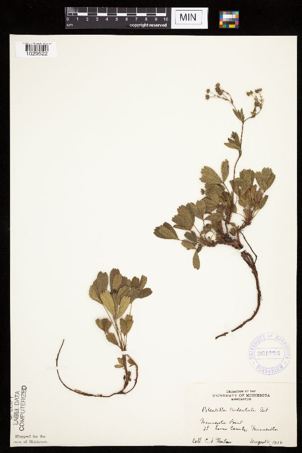 Sibbaldiopsis tridentata image