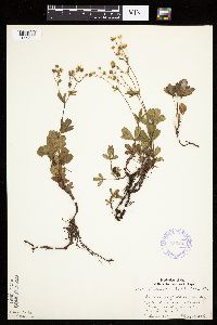 Sibbaldiopsis tridentata image