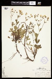 Sibbaldiopsis tridentata image