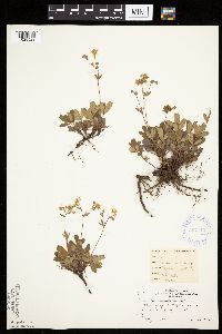 Sibbaldiopsis tridentata image