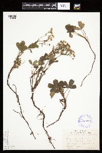 Sibbaldiopsis tridentata image