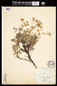 Sibbaldiopsis tridentata image